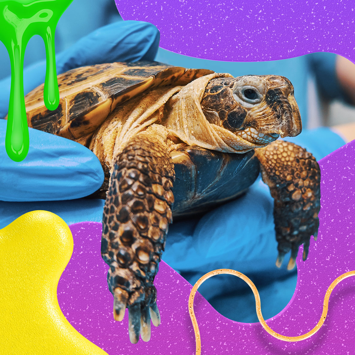 A sea turtle featuring Nickelodeon Slime.